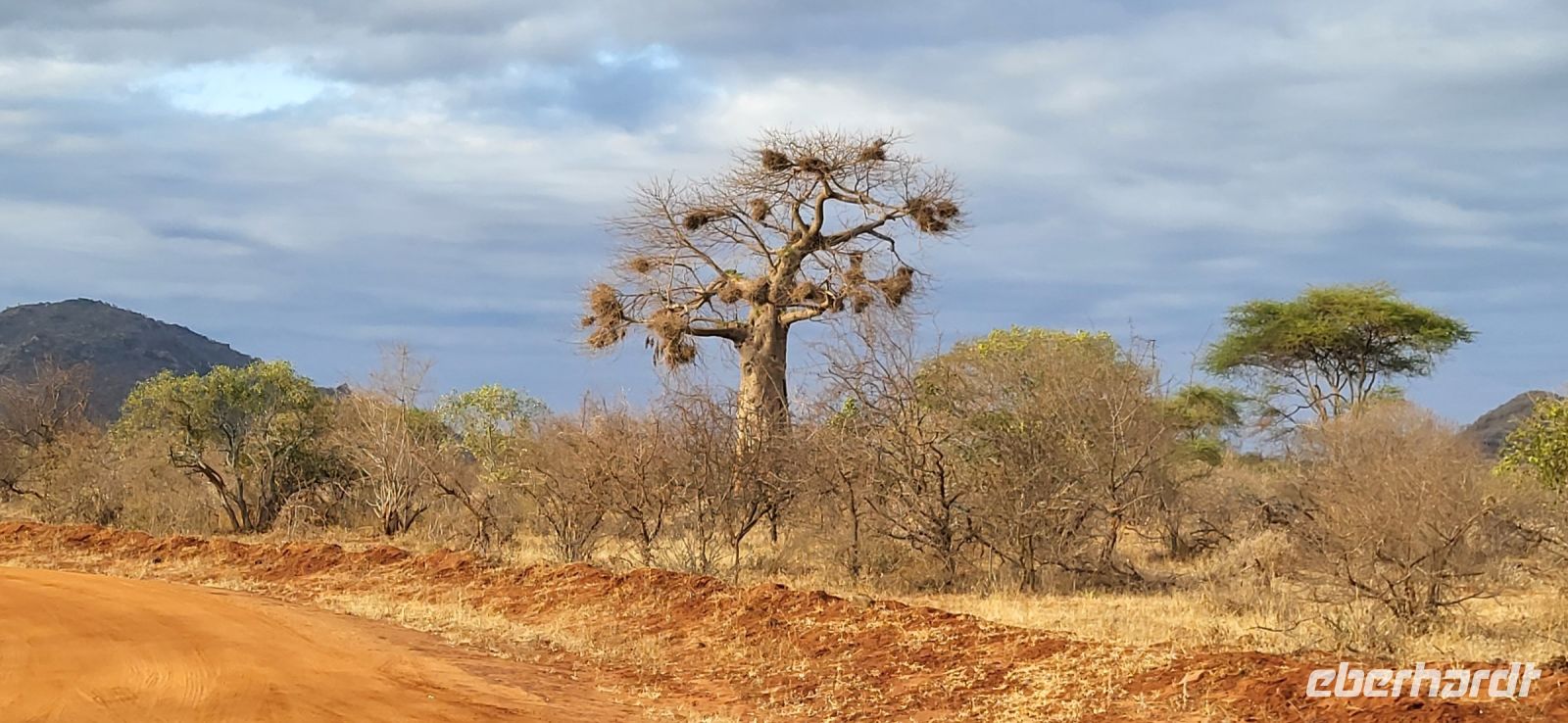 450 Baobab tree &ndash; &copy; Susanne Schirmann (Eberhardt TRAVEL)