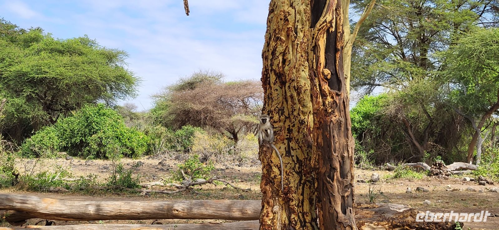 461 Meerkatze &ndash; &copy; Susanne Schirmann (Eberhardt TRAVEL)