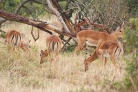 41 Impalas  &ndash; &copy; Susanne Schirmann (Eberhardt TRAVEL)