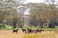 52 Wasserbockfamilie &ndash; &copy; Susanne Schirmann (Eberhardt TRAVEL)