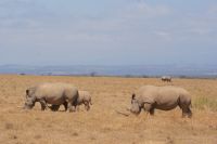 56 Solio Reservat &ndash; &copy; Susanne Schirmann (Eberhardt TRAVEL)
