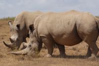 58 Solio Reservat &ndash; &copy; Susanne Schirmann (Eberhardt TRAVEL)