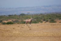 68 Oryx Antilope &ndash; &copy; Susanne Schirmann (Eberhardt TRAVEL)