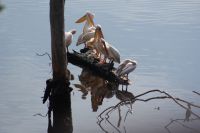 84 Flamingos &ndash; &copy; Susanne Schirmann (Eberhardt TRAVEL)
