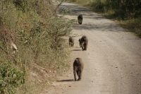 85 Paviane &ndash; &copy; Susanne Schirmann (Eberhardt TRAVEL)