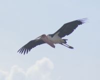92 Marabu &ndash; &copy; Susanne Schirmann (Eberhardt TRAVEL)