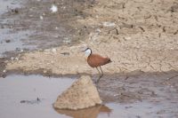 94 Afrikanische Jacana &ndash; &copy; Susanne Schirmann (Eberhardt TRAVEL)