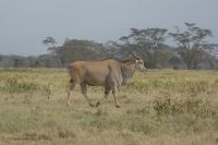 99 Elenantilope &ndash; &copy; Susanne Schirmann (Eberhardt TRAVEL)