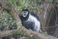 106 Colobusaffe &ndash; &copy; Susanne Schirmann (Eberhardt TRAVEL)
