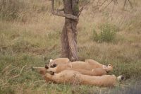 111 Lala Salama &ndash; &copy; Susanne Schirmann (Eberhardt TRAVEL)