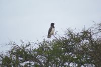 152 Schlangenadler &ndash; &copy; Susanne Schirmann (Eberhardt TRAVEL)