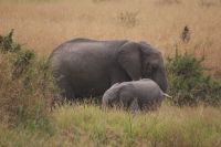 159 Elefanten &ndash; &copy; Susanne Schirmann (Eberhardt TRAVEL)