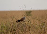160 Kuckuck &ndash; &copy; Susanne Schirmann (Eberhardt TRAVEL)