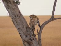 162 Leopard &ndash; &copy; Susanne Schirmann (Eberhardt TRAVEL)