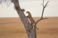 163 Leopard &ndash; &copy; Susanne Schirmann (Eberhardt TRAVEL)