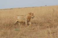 170 Löwenmännchen &ndash; &copy; Susanne Schirmann (Eberhardt TRAVEL)