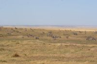 172 Zebraherde &ndash; &copy; Susanne Schirmann (Eberhardt TRAVEL)