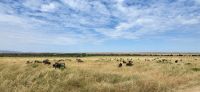 183 Masai Mara &ndash; &copy; Susanne Schirmann (Eberhardt TRAVEL)