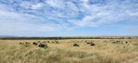 184  Masai Mara &ndash; &copy; Susanne Schirmann (Eberhardt TRAVEL)