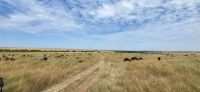 185 Masai Mara &ndash; &copy; Susanne Schirmann (Eberhardt TRAVEL)