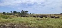 188 Migration Masai Mara &ndash; &copy; Susanne Schirmann (Eberhardt TRAVEL)