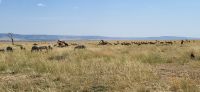 217 Masai Mara &ndash; &copy; Susanne Schirmann (Eberhardt TRAVEL)