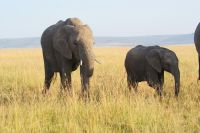 219 Elefanten &ndash; &copy; Susanne Schirmann (Eberhardt TRAVEL)