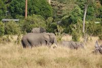 221 Elefanten &ndash; &copy; Susanne Schirmann (Eberhardt TRAVEL)