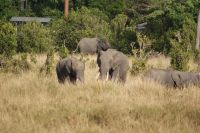 222 Elefanten &ndash; &copy; Susanne Schirmann (Eberhardt TRAVEL)