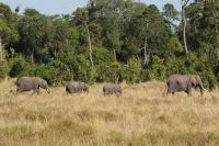 223 Elefanten &ndash; &copy; Susanne Schirmann (Eberhardt TRAVEL)