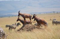 228 Topis &ndash; &copy; Susanne Schirmann (Eberhardt TRAVEL)
