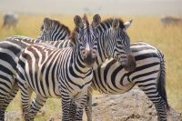230 Zebras &ndash; &copy; Susanne Schirmann (Eberhardt TRAVEL)