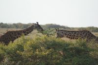 233 Giraffen &ndash; &copy; Susanne Schirmann (Eberhardt TRAVEL)