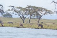 254 Crescent Island &ndash; &copy; Susanne Schirmann (Eberhardt TRAVEL)