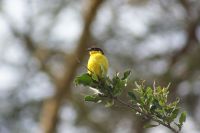 257 Webervogel &ndash; &copy; Susanne Schirmann (Eberhardt TRAVEL)