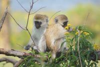 265 Meerkatzen auf Crescent Island &ndash; &copy; Susanne Schirmann (Eberhardt TRAVEL)