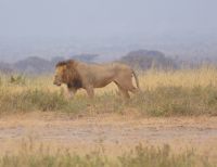 299 Löwe &ndash; &copy; Susanne Schirmann (Eberhardt TRAVEL)