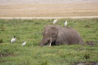 312  Elefanten im Amboseli NP &ndash; &copy; Susanne Schirmann (Eberhardt TRAVEL)