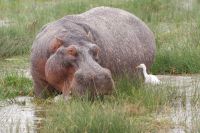 329 Flusspferde im Amboseli NP &ndash; &copy; Susanne Schirmann (Eberhardt TRAVEL)