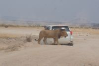 337 Löwe &ndash; &copy; Susanne Schirmann (Eberhardt TRAVEL)