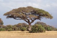 343 Schirmakazie &ndash; &copy; Susanne Schirmann (Eberhardt TRAVEL)