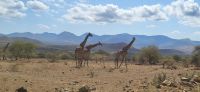 362 Giraffen &ndash; &copy; Susanne Schirmann (Eberhardt TRAVEL)