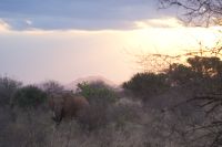 383 Tsavo West &ndash; &copy; Susanne Schirmann (Eberhardt TRAVEL)
