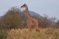 384 Giraffe Tsavo West &ndash; &copy; Susanne Schirmann (Eberhardt TRAVEL)