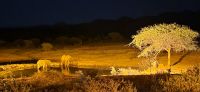 390 Abenstimmung am Wasserloch &ndash; &copy; Susanne Schirmann (Eberhardt TRAVEL)