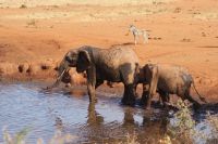 408 Wasserloch Kilanguni Lodge &ndash; &copy; Susanne Schirmann (Eberhardt TRAVEL)