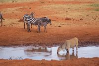 412 Wasserloch Kilanguni Lodge &ndash; &copy; Susanne Schirmann (Eberhardt TRAVEL)