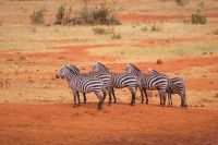 416 Alarm im Busch &ndash; &copy; Susanne Schirmann (Eberhardt TRAVEL)