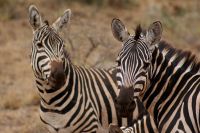 421 Steppenzebras &ndash; &copy; Susanne Schirmann (Eberhardt TRAVEL)