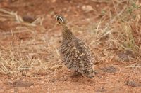 423 Sandhuhn &ndash; &copy; Susanne Schirmann (Eberhardt TRAVEL)